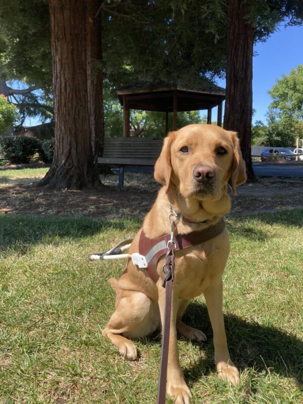 Couscous, a female Yellow Labrador Retriever, sits in lush green grass at a park, while wearing her harness. She looks toward the camera with her serious working face, a park bench and redwood trees are in the background.