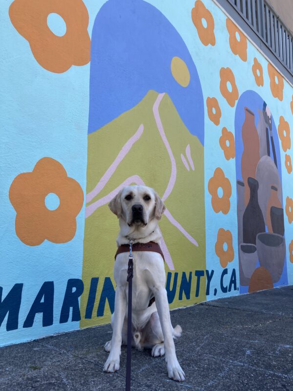 Gruyere, a male Yellow Labrador Retriever, sits with his harness on facing the camera. Behind him is a colorful scenic Marin County artwork, that includes a mountain and flowers.