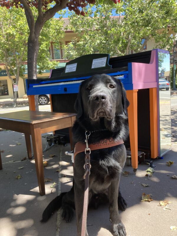 Monk, a male Black Labrador retriever, sits in front of a colorful piano on a sidewalk. Monk is wearing his harness, while he looks at the camera, with his serious face.