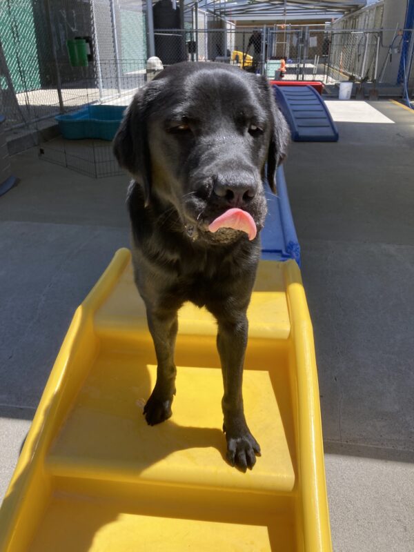 Monk, a male Black Labrador Retriever, stands on a yellow play structure. His tongue is out as he is mid lick. Monk is also squinting his eyes due to the bright light.