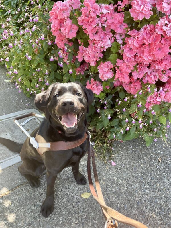 Rosa, a female black Labrador Retriever sits in harness on a sidewalk gazing at the camera with her mouth open in a wide smile. A bush with many pink flowers can be seen in the background.