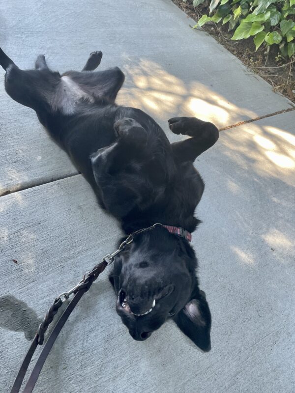 Raya, a female black Labrador Retriever lays on the sidewalk belly up with all four paws in the air in anticipation of a belly rub. Some of her teeth can be seen peeking through her lips and one ear is folded back.