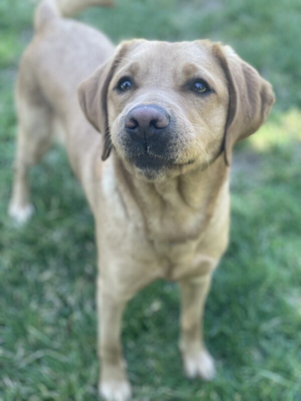 Couscous, a female Yellow Labrador Retriever, stands in lush green grass while looking just past the camera. Couscous mouth is closed as she sniffs the air, mid tail wag.