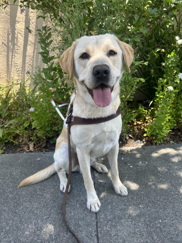 Yellow lab Wrigley sits in harness on the sidewalk facing the camera with his mouth open and tongue hanging out. Behind him are green, leafy plants and small, white flowers.