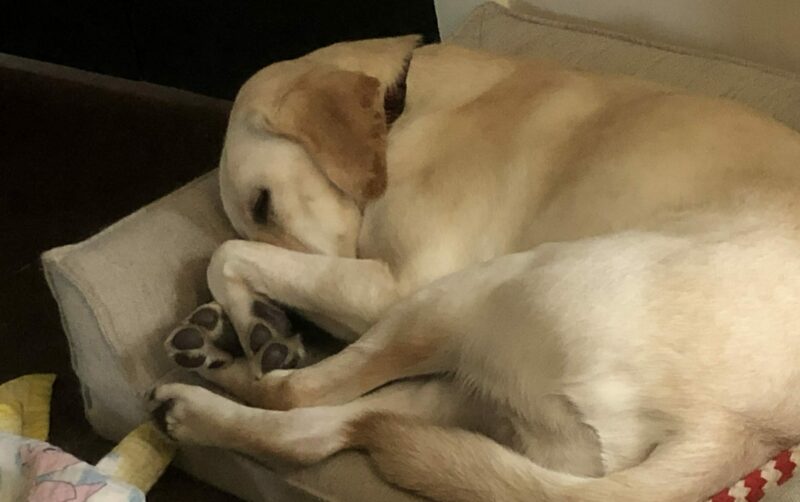 <p>Gruyere, a male Yellow Labrador Retriever, lays all curled up on a dog bed. His front leg is covering most of his face.</p>
