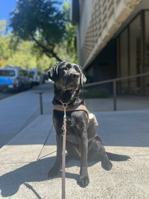Jade is pictured sitting in harness on a large concrete landing pad outside of a bank in downtown San Rafael. There are training vans in the far distance along with green trees and a bright blue sky. The sun is shining bright on Jade as she looks to the right, appearing to pose.