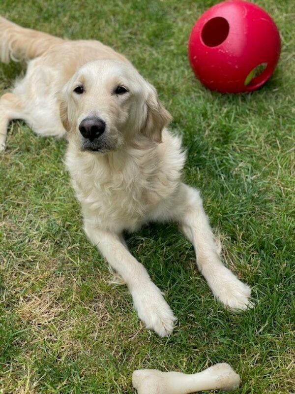 Jazzy is laying down in the grassy area looking at the camera with a bone in front of her and a red jolly ball behind her