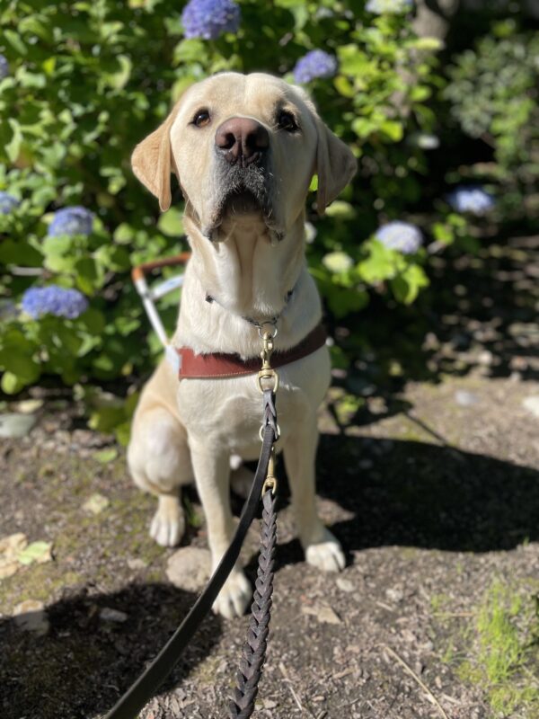 Yellow Labrador, Jeeves, looks into the camera handsomely in front of a bush with blue flowers. He is wearing his harness.