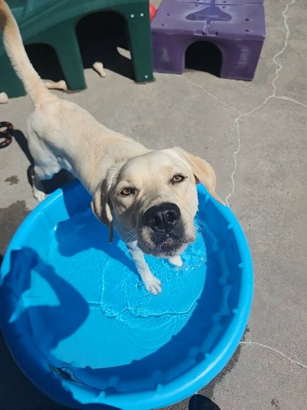 While in community run, Kingsley places his front two feet into a filled kiddie pool on a warm day. He is stretching his nose towards the camera, giving a close-up of his nose and face.