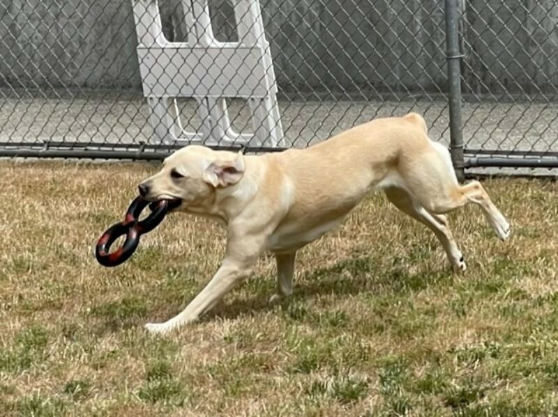 A side shot of Lindsay running across the grassy play yard with a black rubber figure eight gonut tug toy in her mouth.