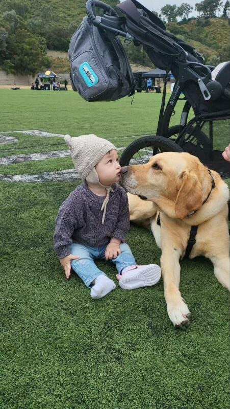Yellow Lab Lyle presses his nose to a small child's face while both are seated on the grass with a stroller in the background.