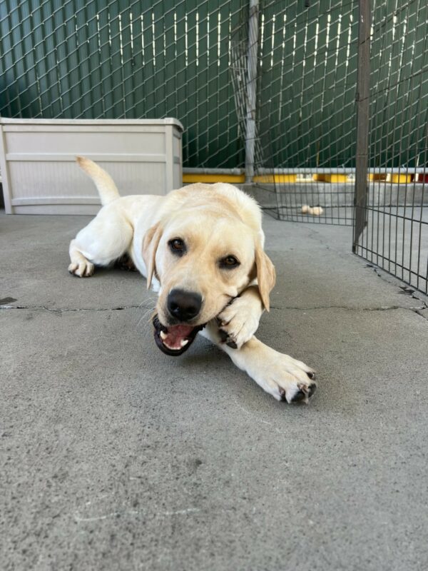 Mahi chews on a nylabone during community run. Her front paws are crossed holding her bone in the perfect place for her to chew.