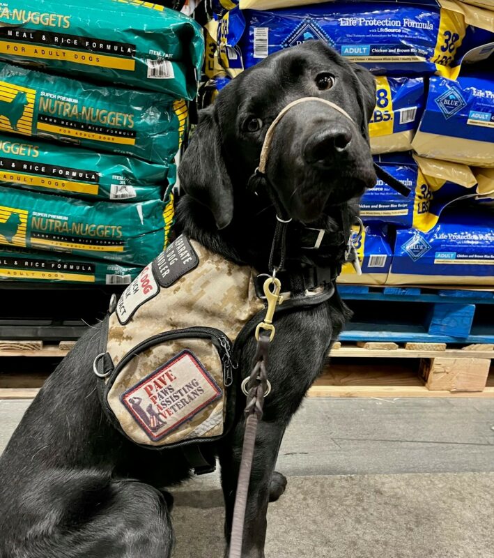 Black Lab McGee wearing his service vest posing in front of a pallet of dog food.