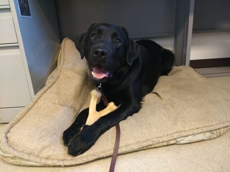 Black lab Minter is laying on a dog bed under a desk with a bone between his paws as he looks towards the camera.