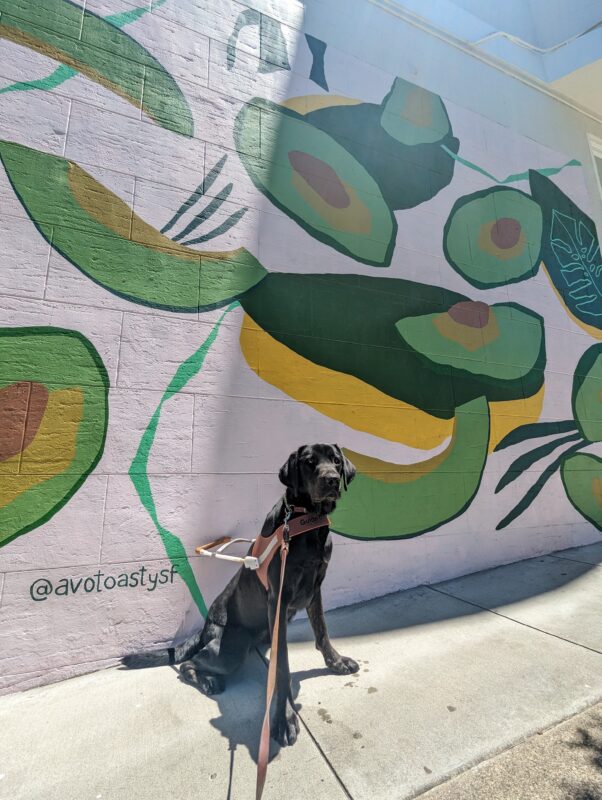 Dreamer, a Female Brindled Lab, sits in harness in front of an avocado mural with the sun shining on her face.