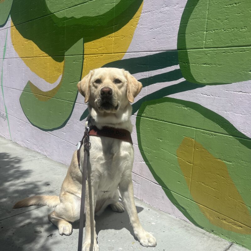 Panache sits in front of a painted mural of green and yellow avocados. She is wearing her harness and has a focused expression on her face as she gazes at the camera.