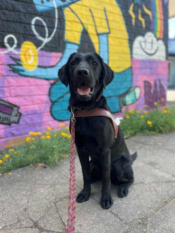 Panda sits in her guide dog harness in front of a colorful mural. There are variety of colors like yellow, purple, pink, blues, and a lovely row of yellow flowers along the bottom. She is looking at the camera with her tongue out.