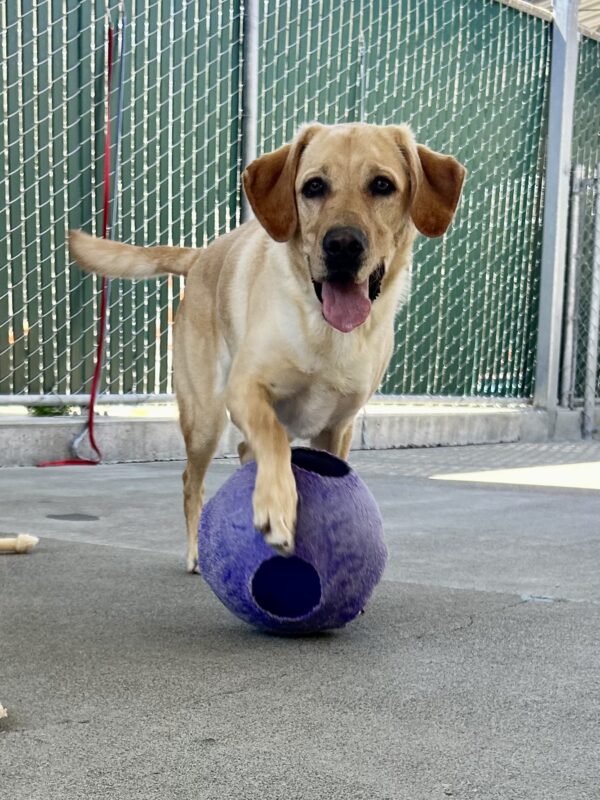 Yellow lab Reginald is playing with a purple Jolly Ball in an enclosed, concrete yard. He has one front paw on the ball and is facing the camera with his ears perked forward and his mouth open.