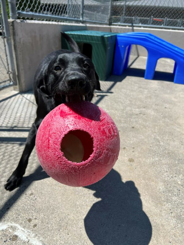 Severus, a male black lab, is playing in community run on the Oregon Campus.  He is running around with a big red jolly ball in his mouth.