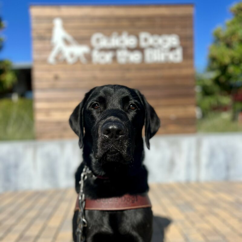 Sirius looks directly at the camera while sitting in harness. Behind him is a wooden background with the Guide Dogs for the Blind logo.