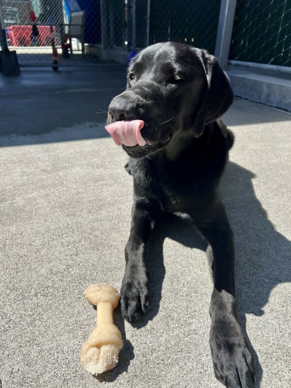 Sirius is laying down in Community Run with his tongue out mid-lick. Next to one of his legs is a Nylabone.