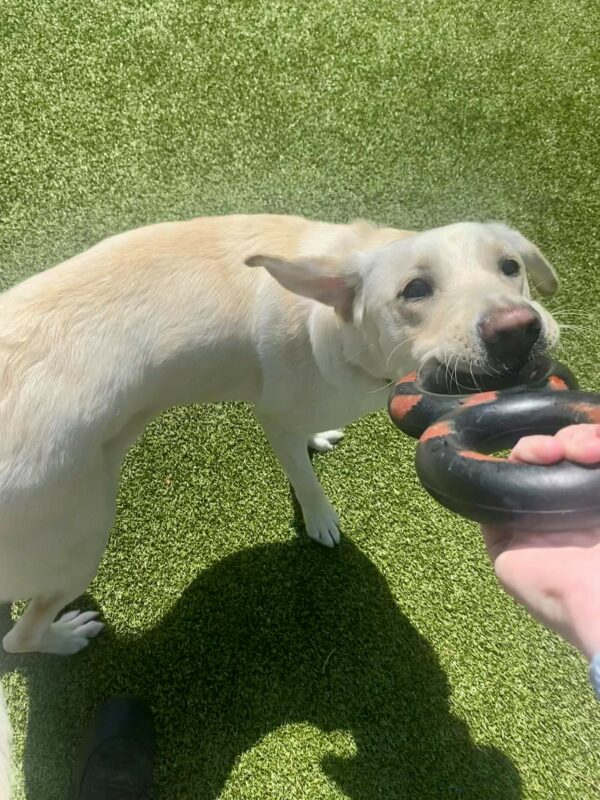 <p>Sunlight, a yellow lab, is engaged in a game of tug with a black and red goughnut toy with a staff member. It’s a beautiful, sunny day out and her shadow is cast off to her side.  Her ear is flapping up in the air as she tugs.</p>