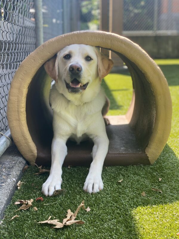 <p>Sunlight, a yellow lab, is laying in a brown tunnel in a grassy area on the Oregon campus. She is looking at the camera intently, with her ears perked and her mouth slightly agape and her tongue peeking out.</p>
