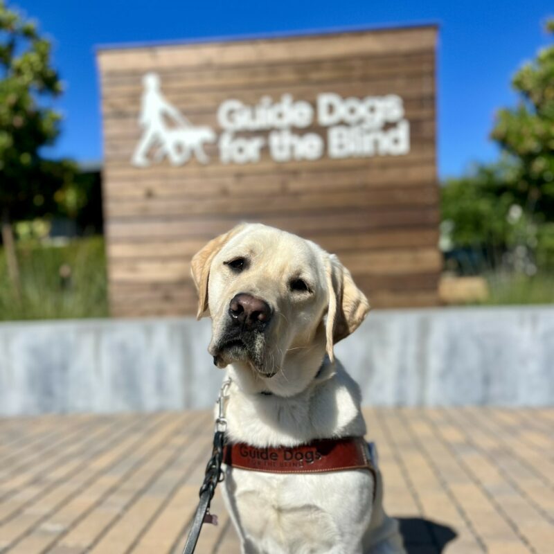 Tiago looks at the camera with his head slightly tilted while sitting in harness. Behind him is a wooden background with the Guide Dogs for the Blind logo.