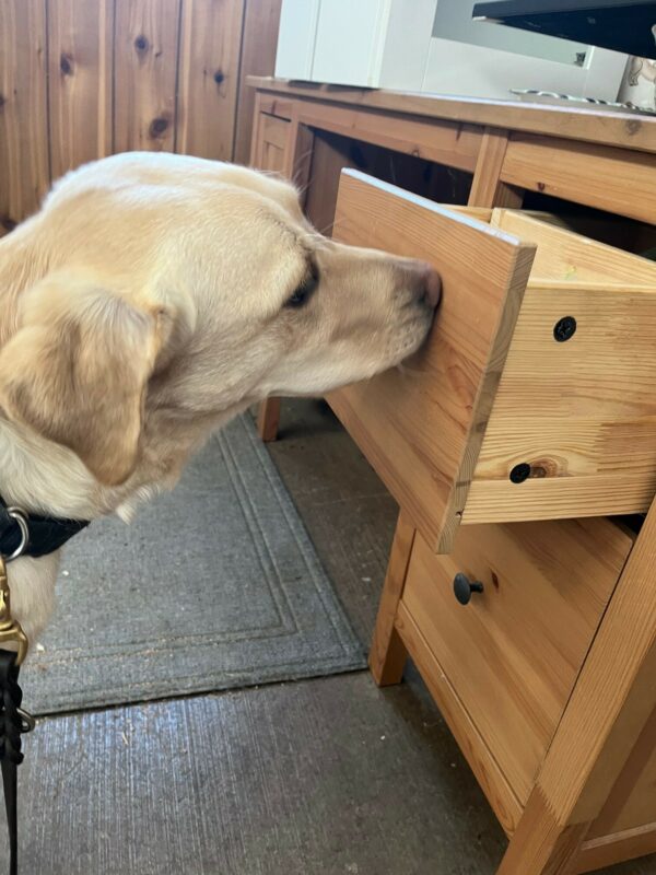 Yellow Lab Venus practicing closing a drawer with her muzzle.