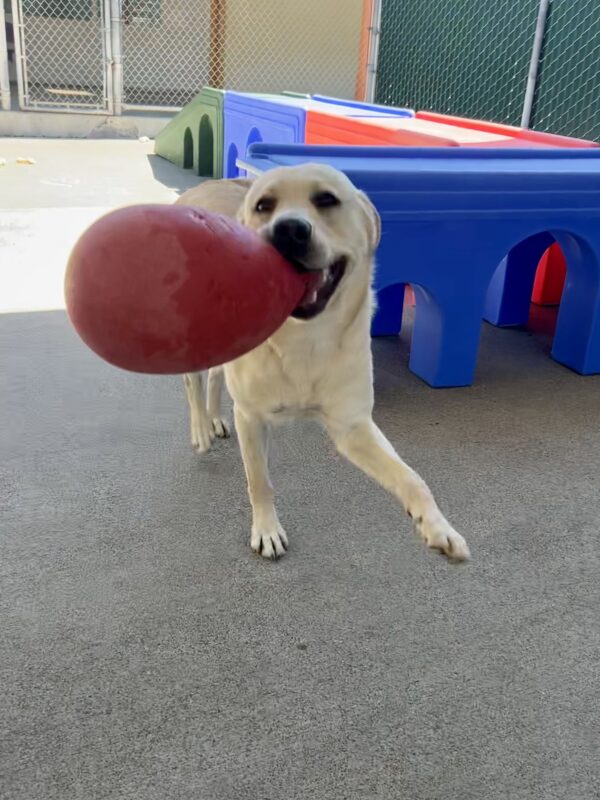 Yellow lab Wrigley runs excitedly in an enclosed, concrete yard. He has a large, red, plastic Jolly Egg in his mouth. His front paw is in the air as he prances towards the camera. In the background are blue, red, and green play structures.