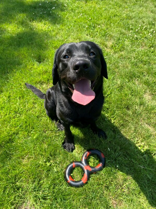 A black lab sits in green grass with a black and red dog toy at his feet.  He looks up into the camera with a happy expression on a sunny day. His mouth is wide-open and his tongue sticking out.
