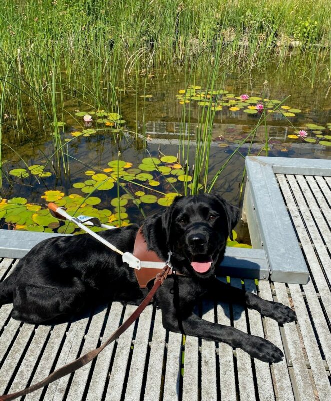 A black lab looks into the camera with his mouth wide-open and a happy expression on his face. He is wearing a guide dog harness and has a brown outstretched leash around his collar.  He is laying on a light gray walkway above a pond. Behind him are pink water lilies and green pond grasses in the water.