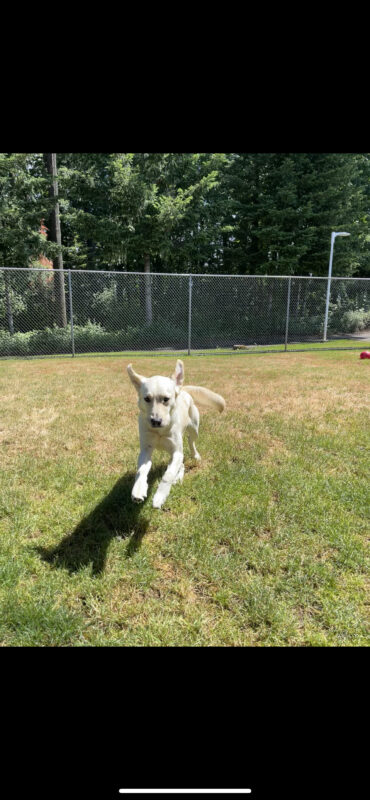 Galley is running in a grass field toward the camera. Her ears are flying up in the air and her front paws are off the ground.