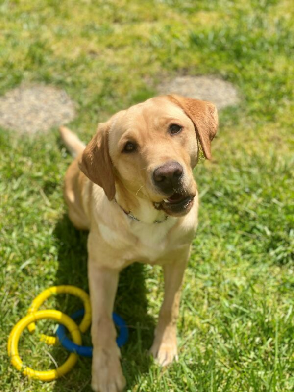 Maggie is sitting down in the grass with a set of yellow and blue rubber rings next to her. She has one front paw on the rings and is looking up at the camera with her head tilted and her mouth partway open. It is a bright sunny day.