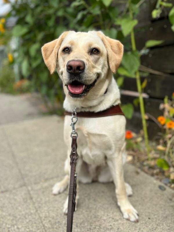 Plume sits on a sidewalk while wearing her Guide Dog Harness, her mouth open and relaxed as if smiling. Green foliage and flowers can be seen in the background.