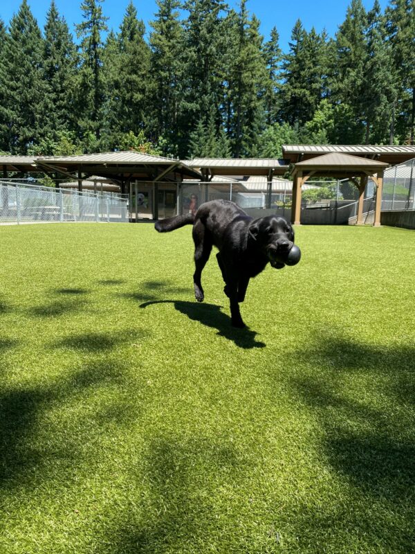 Male black lab Rafa gallops in a fenced-in turf play area. His fur shimmers in the sun and he holds a black Kong toy in his mouth.