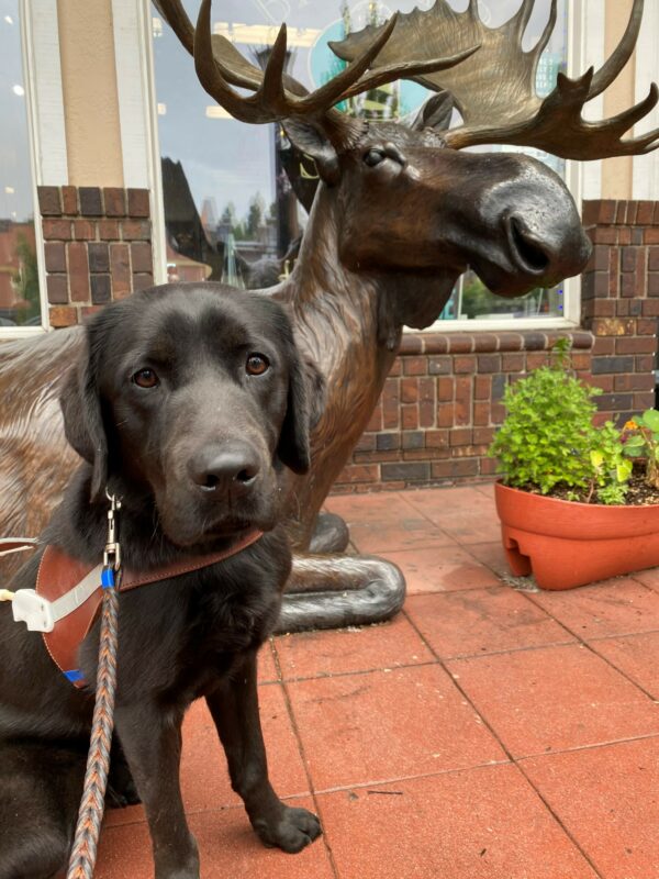 Male black lab Rafa sits in his GDB harness in front of a bronze moose statue on a red brick sidewalk. He looks contently at the camera.