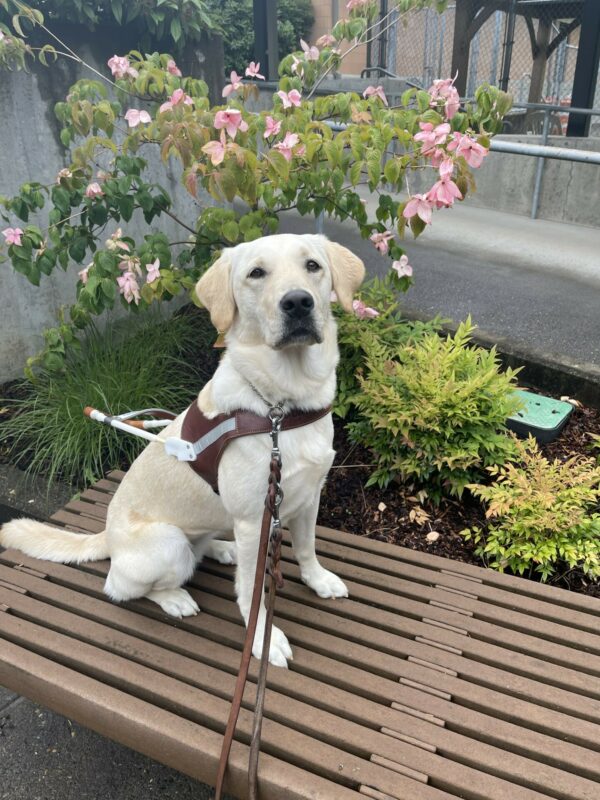 Galley is sitting on a bench in a harness. There are luscious green plants and a tree with pink flowers behind her.