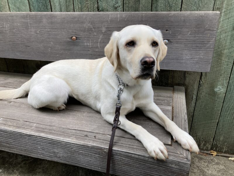 Keeper is laying down on a wooden bench with a brown leather leash attached.