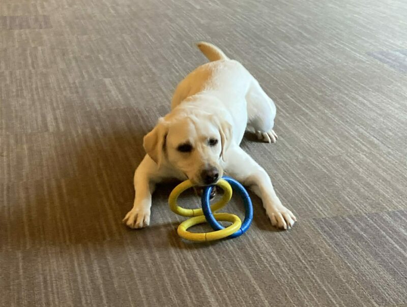 Keeper in a playful down position in a large enclosed indoor room with a yellow and blue 3-ring tug toy in her mouth.