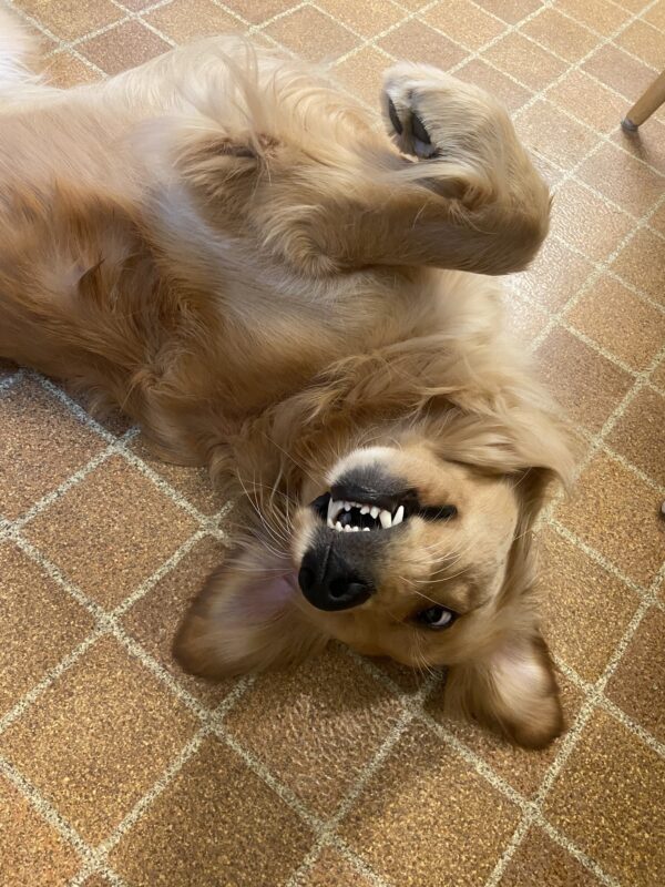 Riggs is on his back with his paws in the air. His ears are pointing straight up and teeth showing as he waits for belly rubs. The floor he is laying on is the same color as his golden coat.