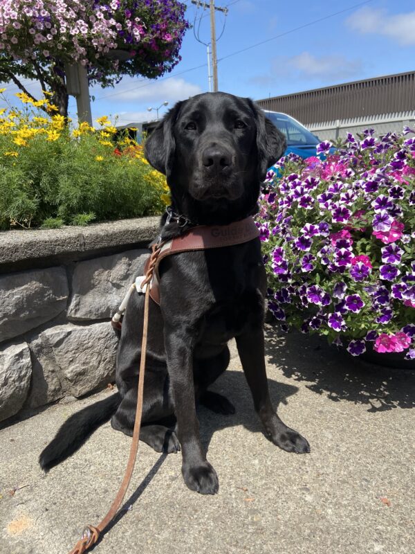 Houston is sitting in front of rock wall in harness looking at the camera. There are pink, purple, white, yellow, and red flowers in the background.