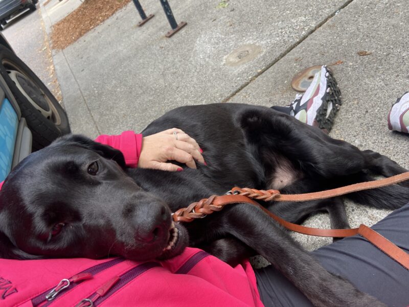 Houston is leaning against his instructors pink jacket enjoying a cuddle after a route.