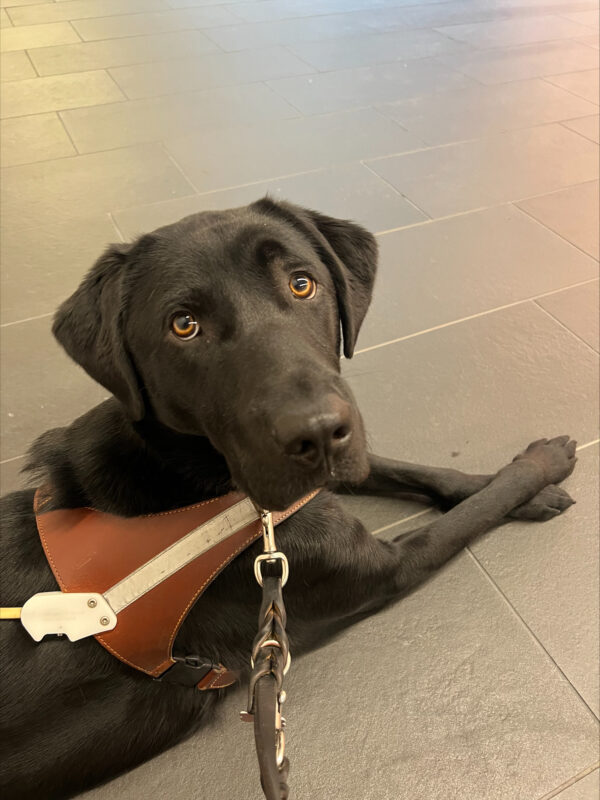 Navigator shown laying down in his harness while looking up at the camera and crossing his front paws.