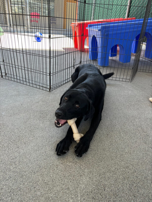 Navigator shown laying down in a play yard with his head tilted while chewing a Nylabone.