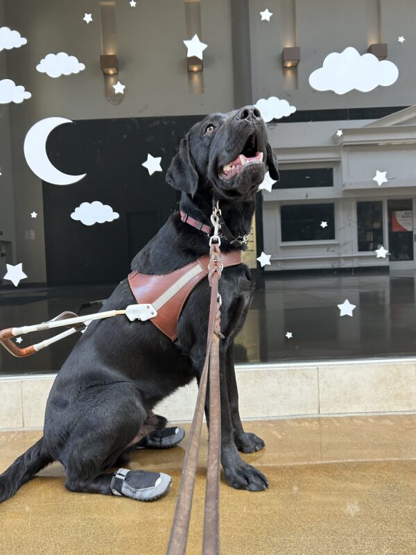 Junior sits in front of a mirror with stars clouds and a moon sticker all behind him, while he gazes up towards the sky. He is wearing his harness, booties, and a gentle leader.