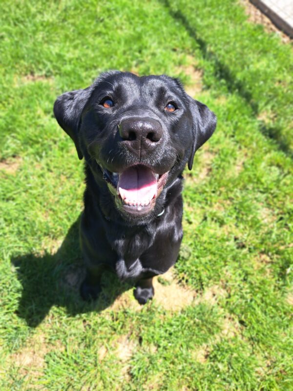 Black Lab (Belaire) sitting on grass. With a big smile on her face and staring at the camera.