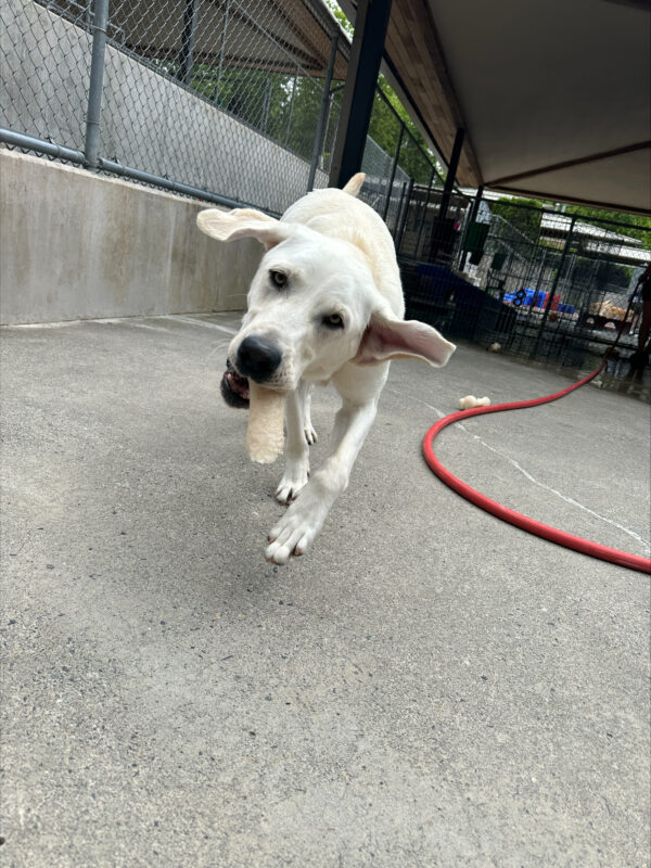 A yellow lab is trotting towards the camera with a bone hanging out of his mouth.