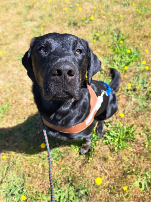 Black cross (Grand) sitting in harness looking up at camera. Sitting on grass and yellow flowers.
