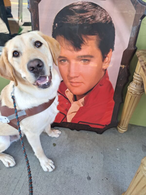 Yellow Lab (Presley) sitting in harness in front of an Elvis Presley framed photo.